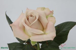 ROSE MENTA 40